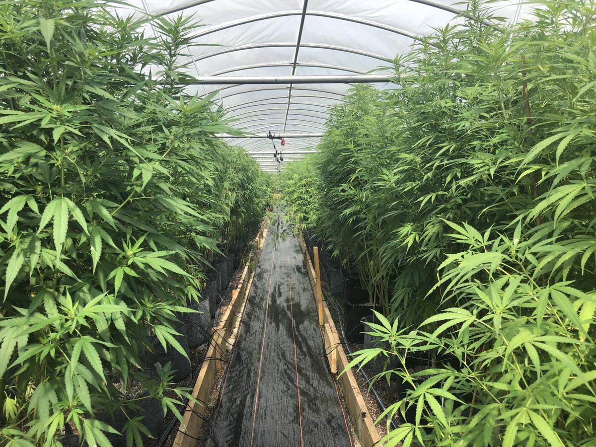 Palmetto Harmony farm in Conway grows hemp in greenhouses and outdoors for the production of CDB oil