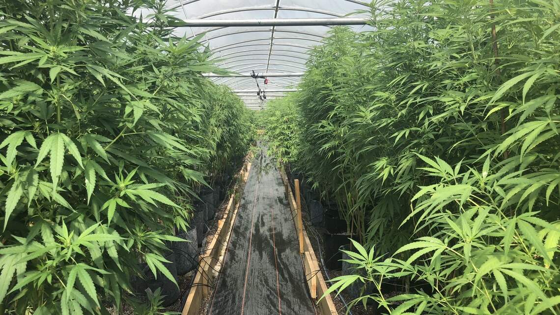 A cannabis store is coming to Lexington. But it’s probably not selling what you think.