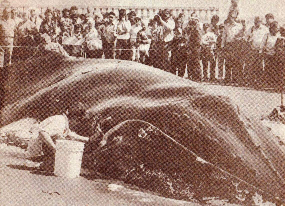 In early March 1986, a humpback whale washed ashore at North Myrtle Beach. Its bones were buried and never displayed at the state museum in Columbia, as planned.