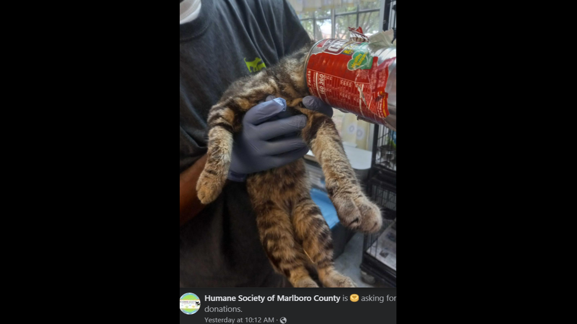 A man found the stray kitten with the soup can stuck on its head, the shelter said.