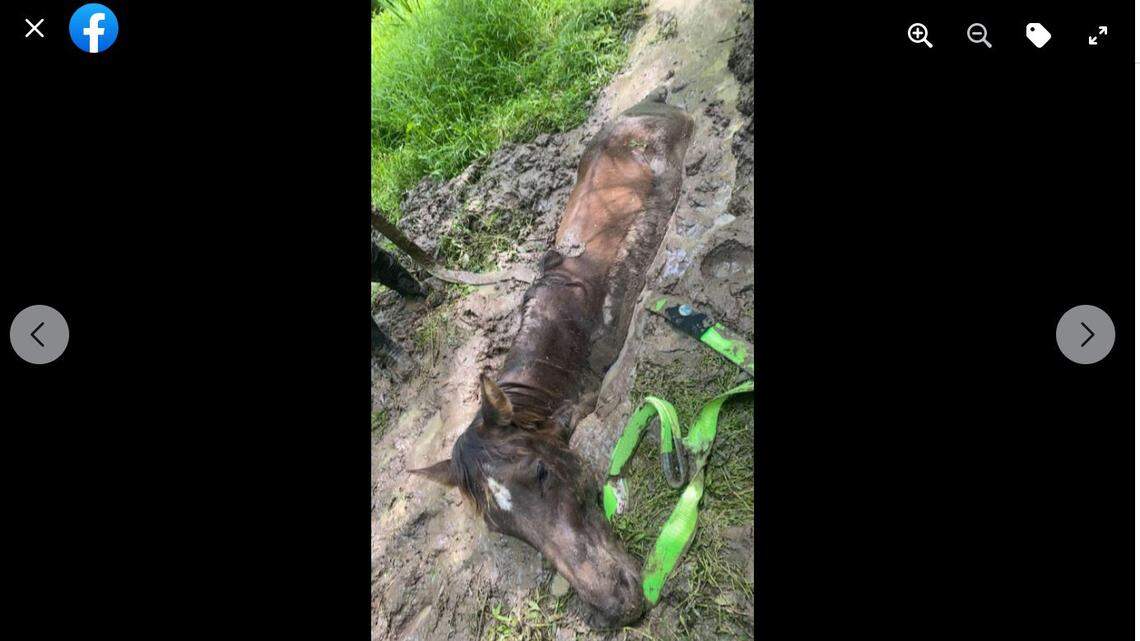 A horse stuck up to its neck in mud was rescued in South Carolina.