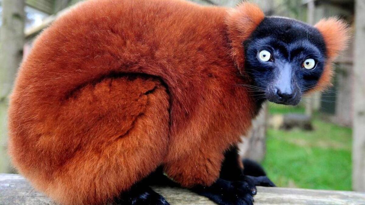 
The South Carolina Aquarium in Charleston is getting two red-ruffed lemurs later this month.
