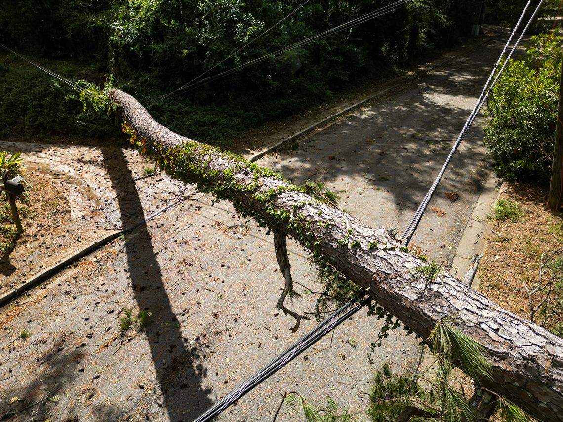 Trees that fell when Hurricane Helene hit Forest Acres, South Carolina, weigh down power lines near the intersection of Piedmont Drive and Claremont Drive on Friday, September 27, 2024.