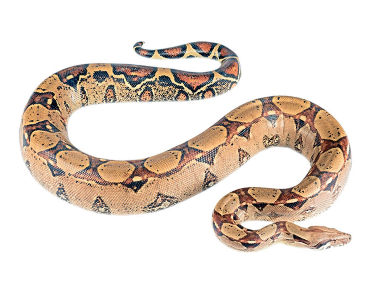Boa constrictors are large snakes native to the tropics. They are not venomous. They squeeze prey to death to feed.