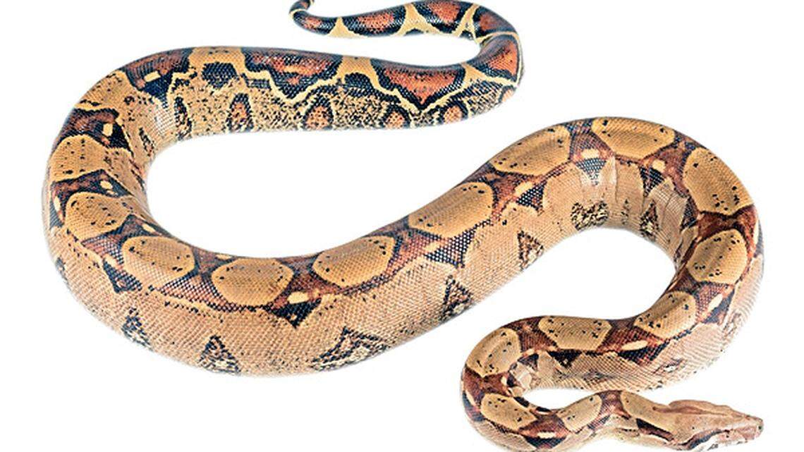 Boy bitten on face by snake as handlers displayed reptile at SC nature center