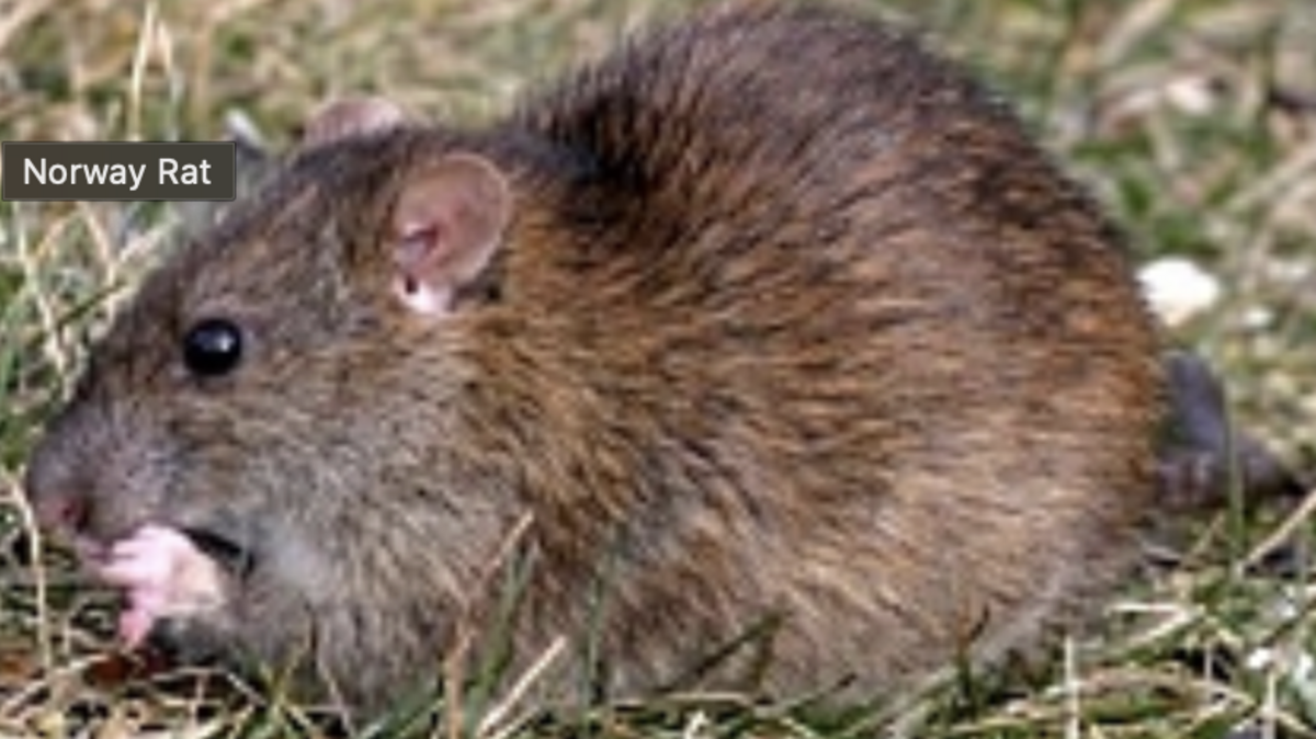 The Norway rat — also known as brown rat— is the most populous rat in South Carolina.
