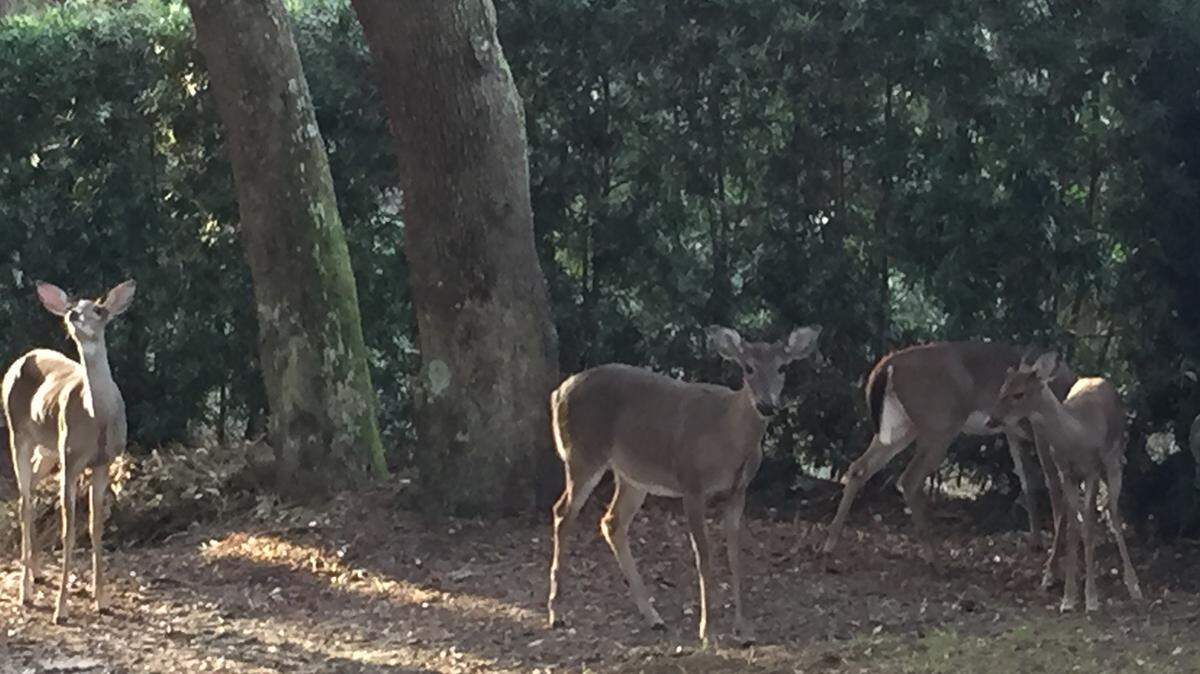 Hunters who use dogs while stalking deer are increasingly in conflict with rural landowners, who say deer-hunting dogs are overrunning their land and causing a nuisance