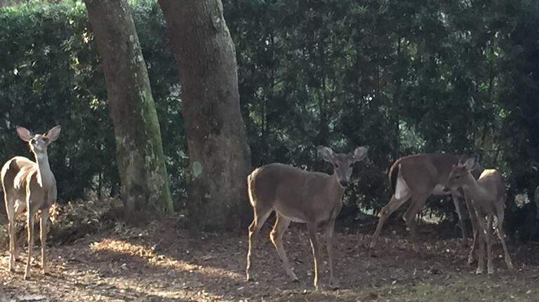 Deer-hunting dogs make life miserable for rural property owners, SC agency told