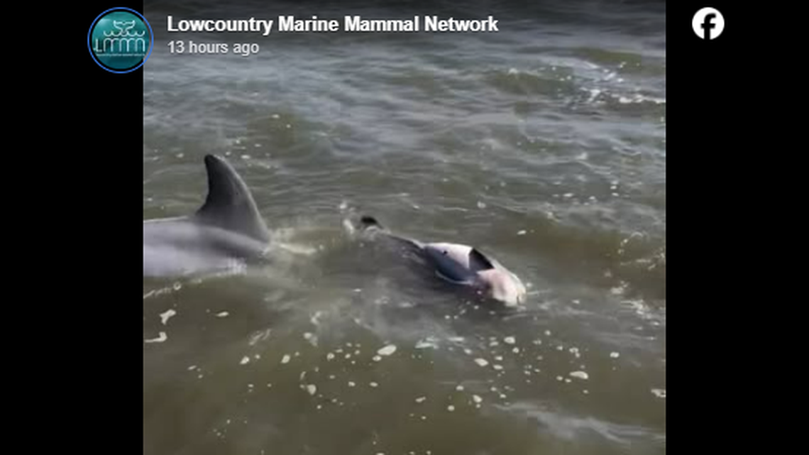 A mother dolphin has been seen pushing her dead calf along in waters off South Carolina, experts say.