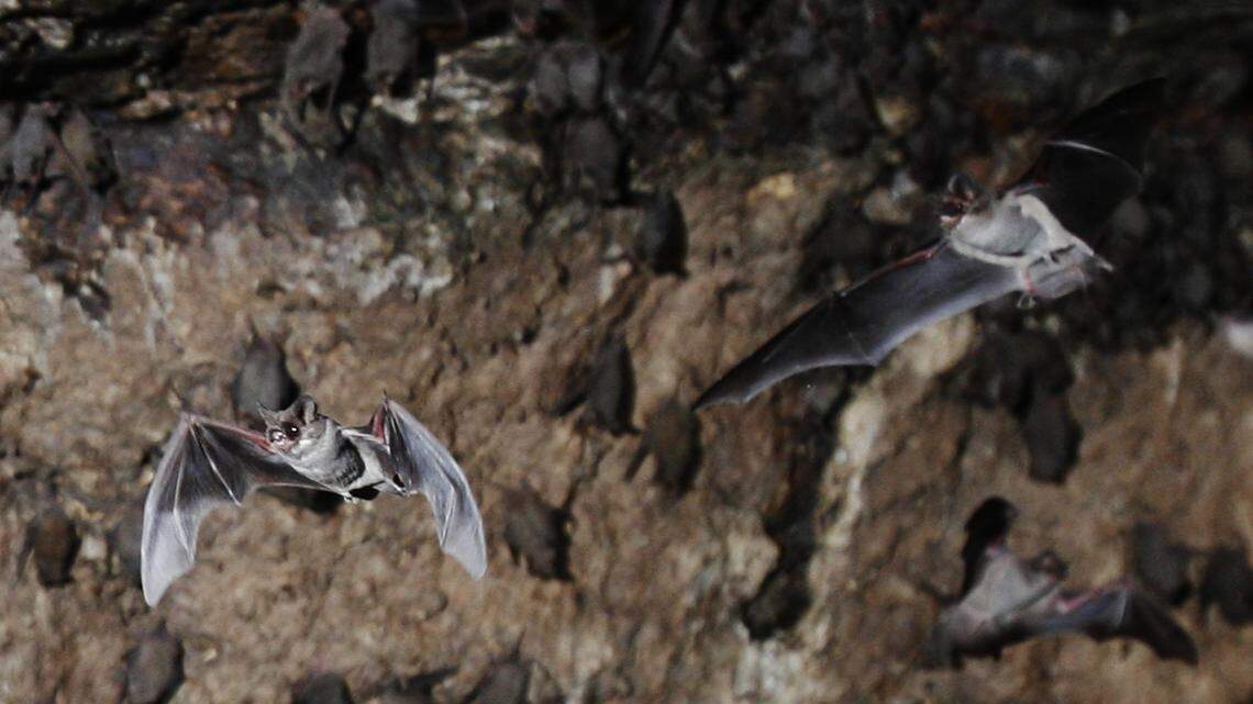 Free-tailed bats infested the Brooks Center for the Performing Arts at Clemson University.