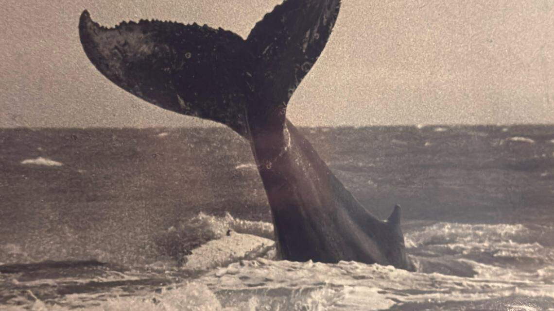 Whale skeleton never displayed in SC as planned 40 years ago. What happened to the bones?