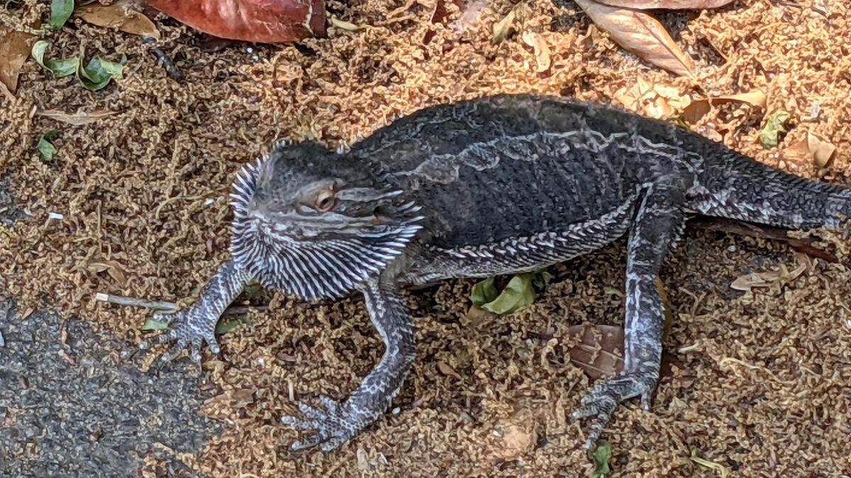 This strange lizard roamed through Columbia’s Hollywood Rose Hill neighborhood the week of April 12, 2021.