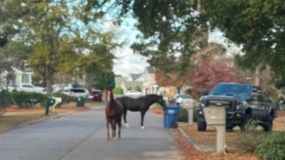 A couple of horses roamed through a Lexington County neighborhood and had to be wrangled by deputies.