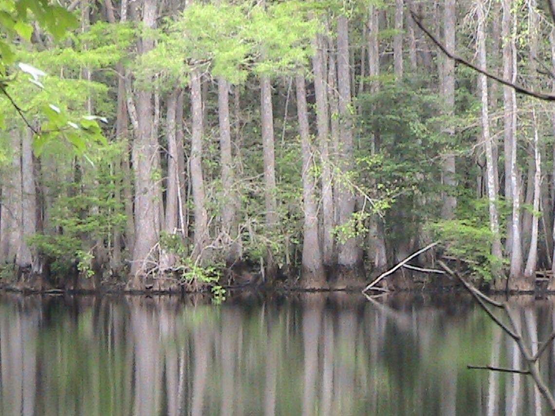 The Little Pee Dee is one of South Carolina’s most scenic waterways. This stretch of the river is near the Horry-Marion county line not far from Mullins. The Little Pee Dee connects with the Lumber River near the N.C.-S.C. state line.