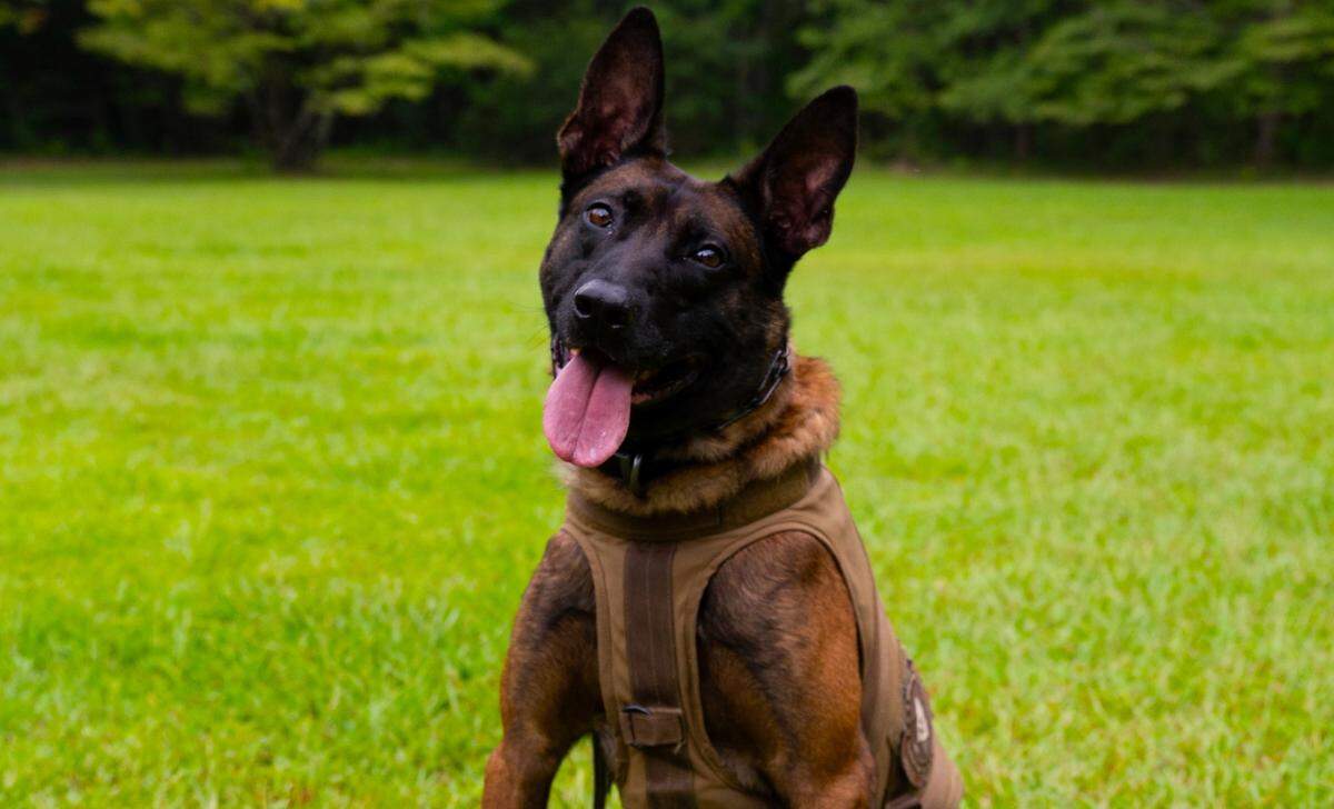 K9 Coba of the South Carolina Law Enforcement Division was killed in the line of duty on Tuesday, June 11, 2024.