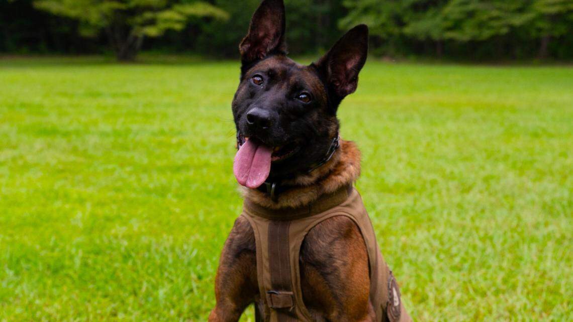 K9 Coba of the South Carolina Law Enforcement Division was killed in the line of duty on Tuesday, June 11, 2024.