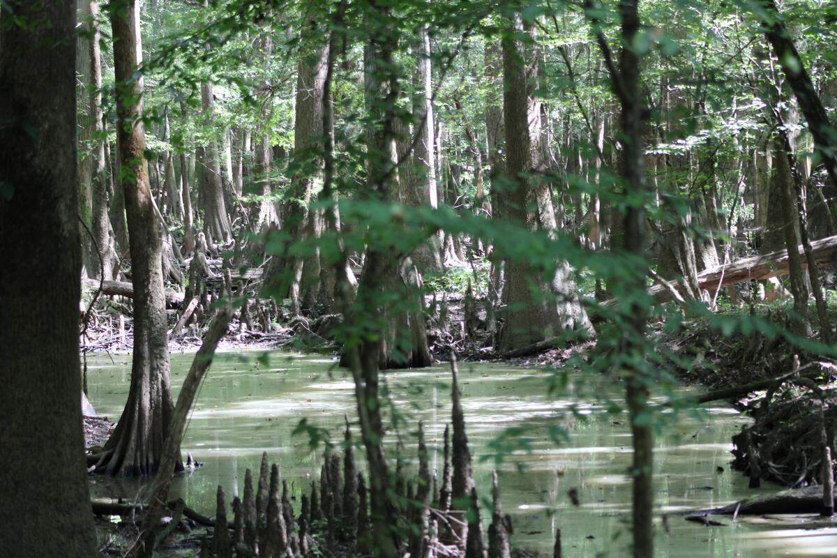Congaree National Park near Columbia, S.C., features swampy flood plain forests with some of the tallest trees in the eastern United States. The property was saved from logging in 1976 and became a national park in 2003.