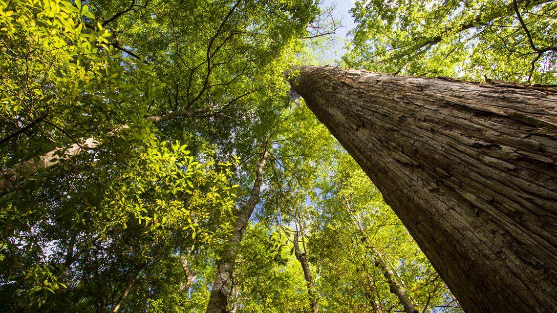 Coveted by loggers for their straight and branchless trunks, ancient bald cypress was rapaciously logged in the late 1800s, claiming tens of millions of acres. Today, only a few tracts in the southern United States contain stands of old growth trees.