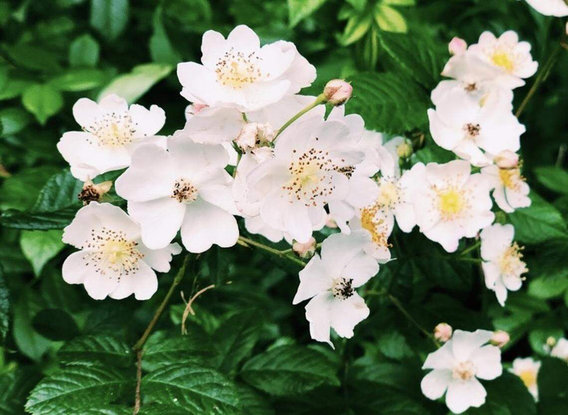 GA lawmakers want to change the state flower after 100 years. Here’s why and the new flower