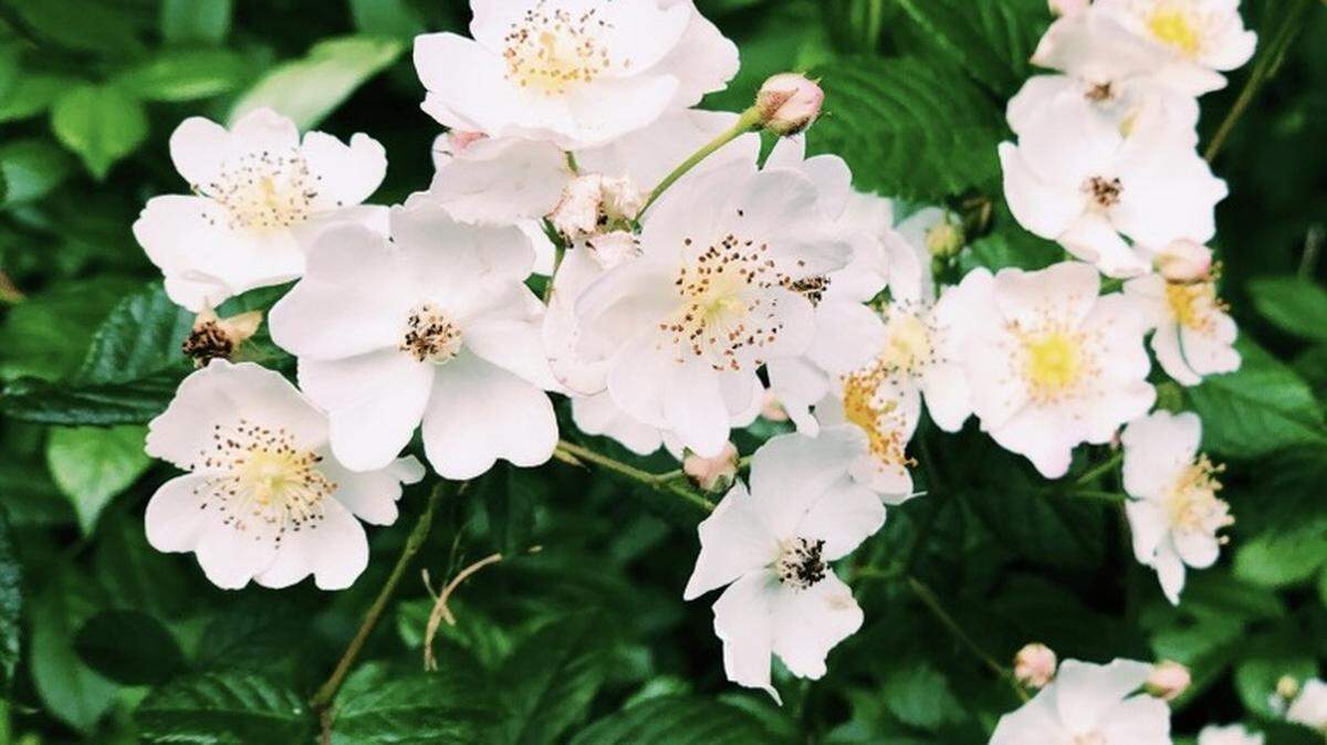 The Cherokee Rose is the Georgia State flower.