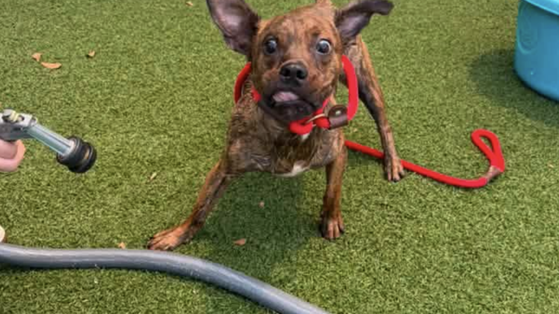 Dogs and cats ‘take over’ SC animal shelter’s social media and create viral sensation. Take a look