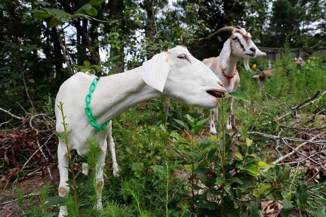 Goats clear overgrown plants and debris at a home in Gadsden, South Carolina on Thursday, July 27, 2023.