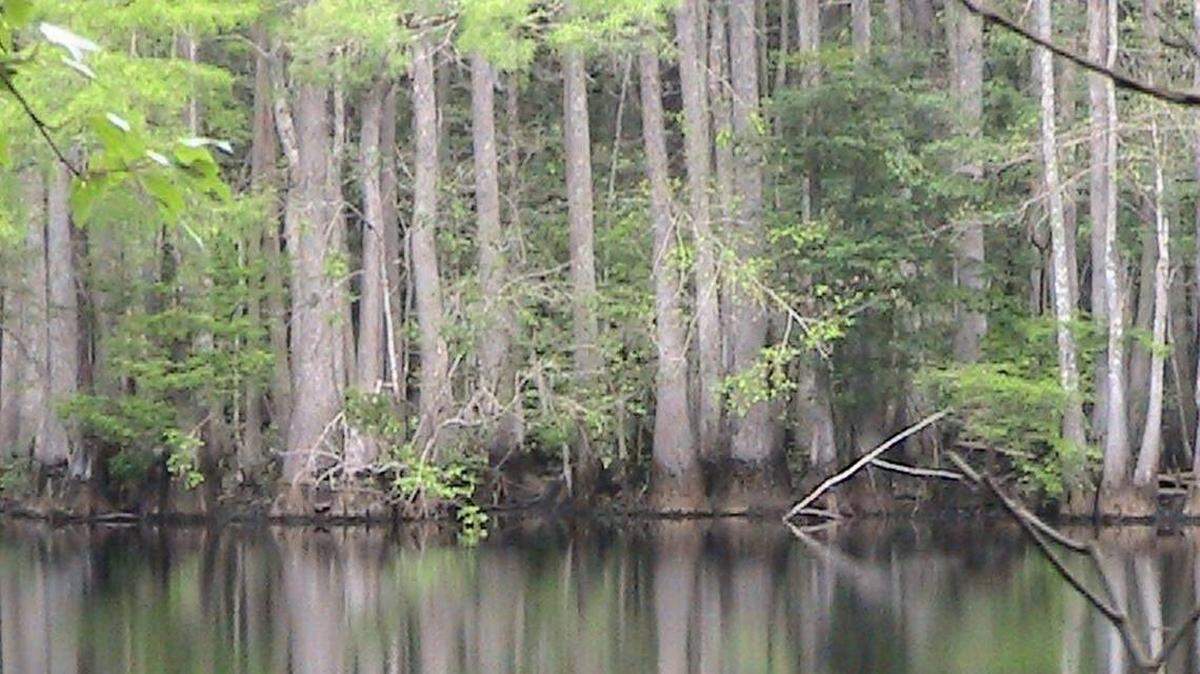 The Little Pee Dee River and surrounding swamps lie in the vicinity of a proposed new freeway from Interstate 95 to Myrtle Beach. The federal government has for more than 50 years required those wanting to fill wetlands to get permits that require federal review. But recent court rulings have limited wetlands protection.