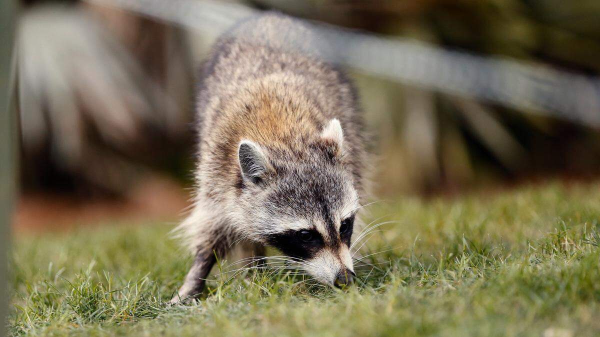 A rapid raccoon was found in Lancaster, SC on Tuesday.