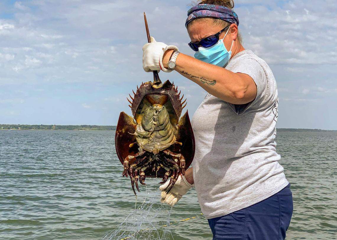 Fisheries Biologist Michelle Taliercio found a dead horseshoe crab while collecting data for the SC DNR in the Port Royal Sound.