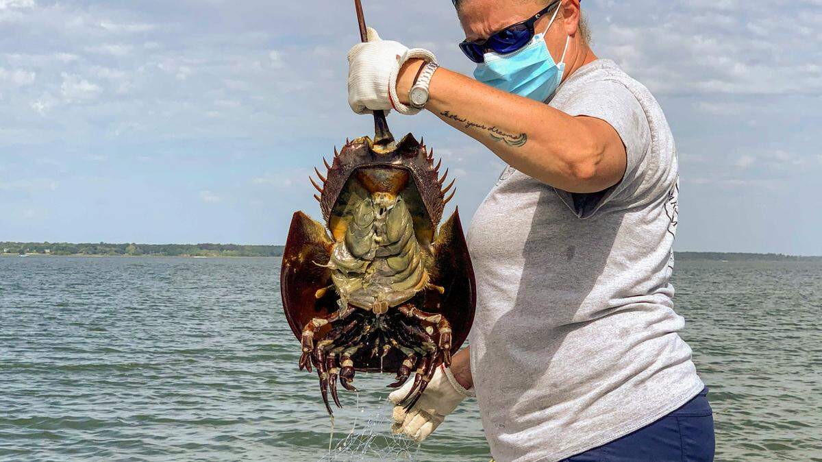 Pharma lab seems to contradict itself, science in fight to bleed SC horseshoe crabs
