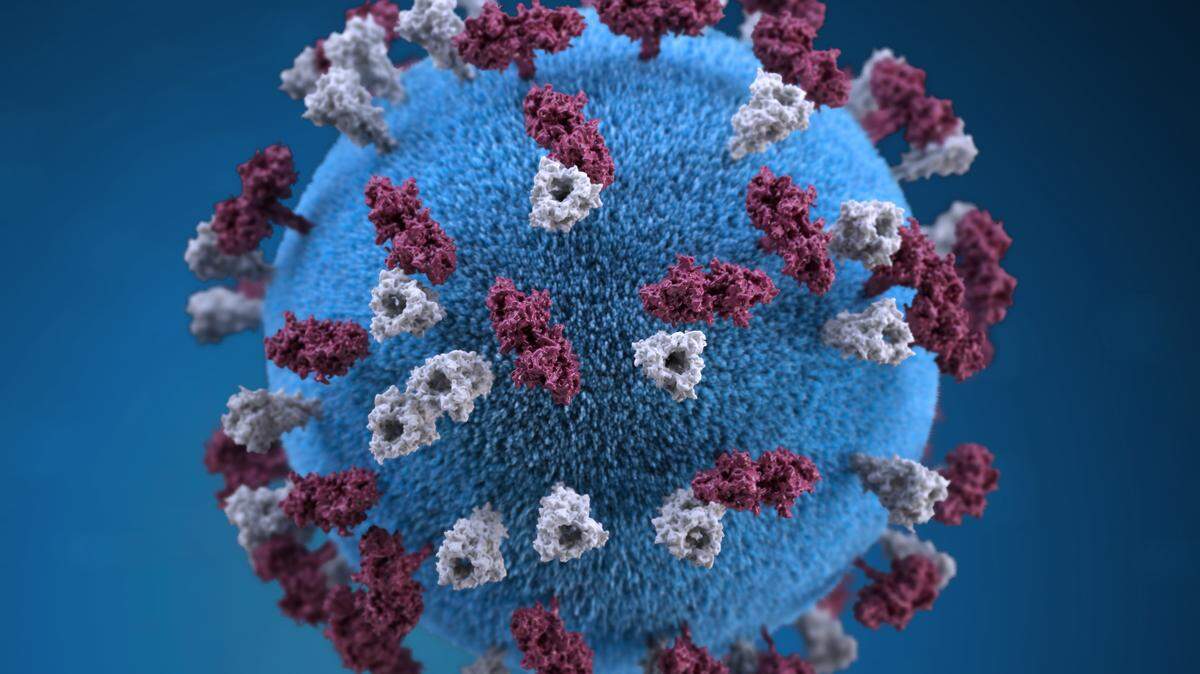 This illustration provided a 3D graphic representation of a spherical-shaped, measles virus particle, that was studded with glycoprotein tubercles. Those tubercular studs colorized maroon, are known as H-proteins (hemagglutinin), while those colorized gray, represented what are referred to as F-proteins (fusion). The F-protein is responsible for fusion of the virus and host cell membranes, viral penetration, and hemolysis. The H-protein is responsible for the binding of virions to cells. Both types of proteinaceous studs are embedded in the particle envelope’s lipid bilayer.