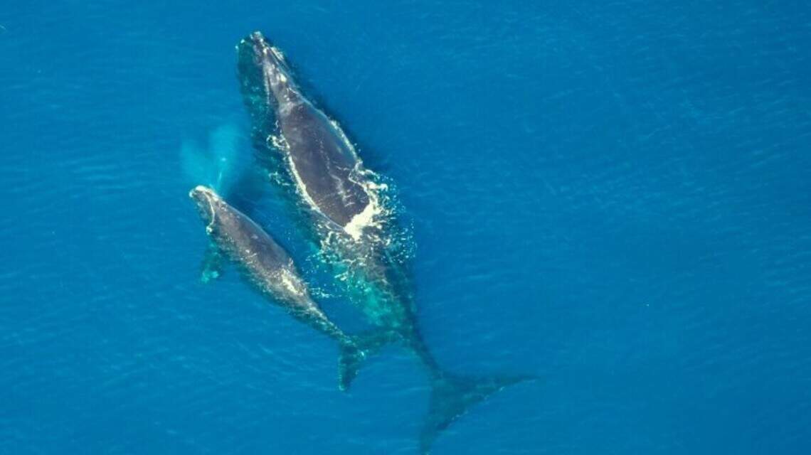 Scientists use ‘torpedo’ in effort to save rare whales from boat collisions