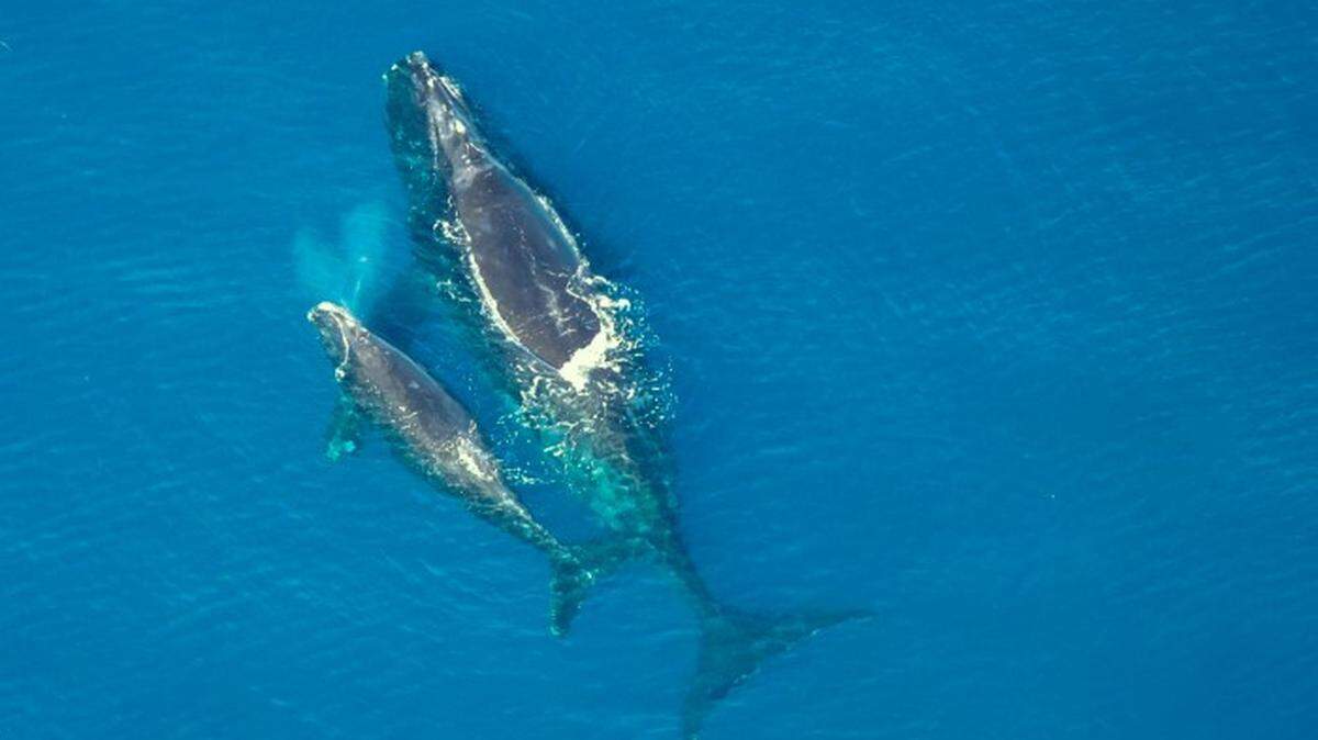 A right whale and its calf swim along the Atlantic coast. Right whales move south to the Carolinas, Georgia and Florida in winter to give birth to calves. The whales are among the rarest in the world and are threatened by ship strikes and entanglement in fishing gear.