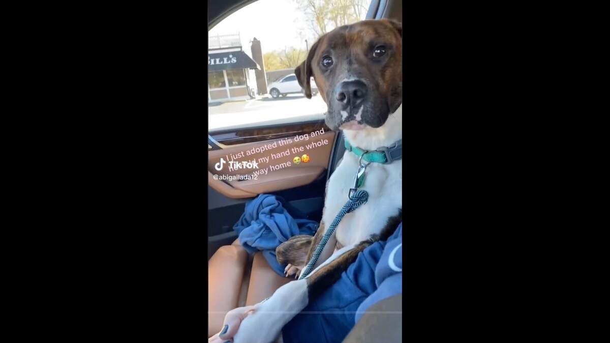 An image of Loki the rescue dog holding the hand of his owner, Abigail Arellano.
