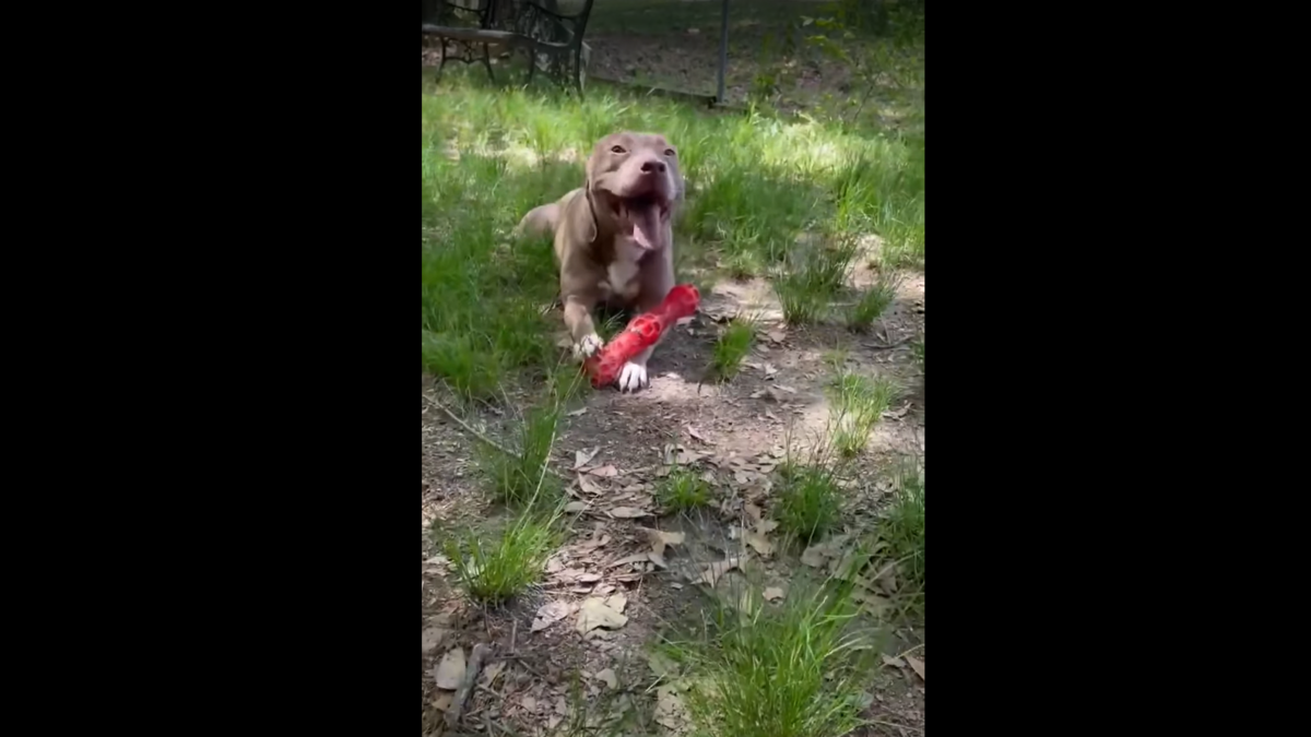 A South Carolina shelter dog needs a new home after she was adopted and returned.