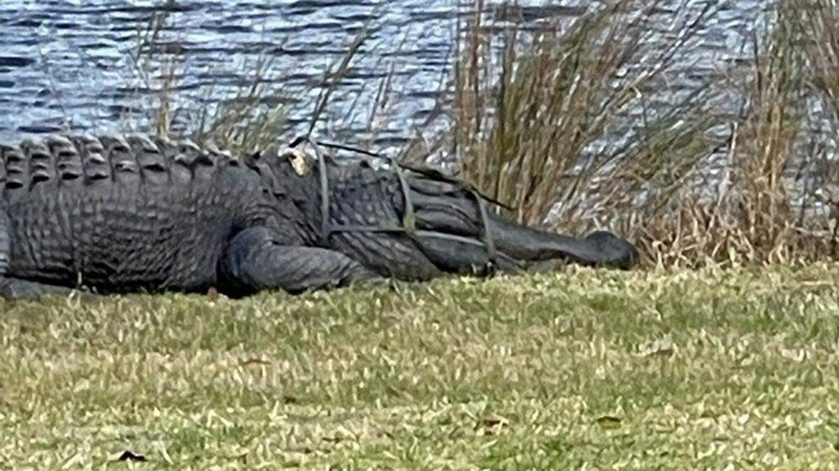 Fripp Island Golf & Beach Resort in South Carolina reported one of its “dominant” male alligators had something stuck on its head. It was a tomato case, rescuers say.
