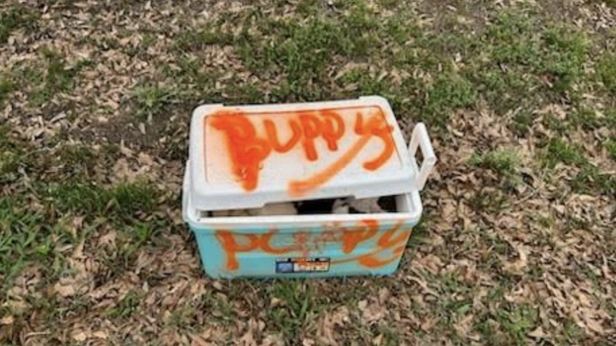 Two men have been charged in connection with the deaths of 12 puppies found in this cooler in Greenville.