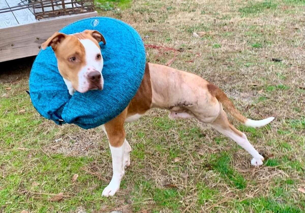 The Orangeburg County Animal Control & Shelter has rescued three dogs seriously injured by gunshots since late January, including Marshall.