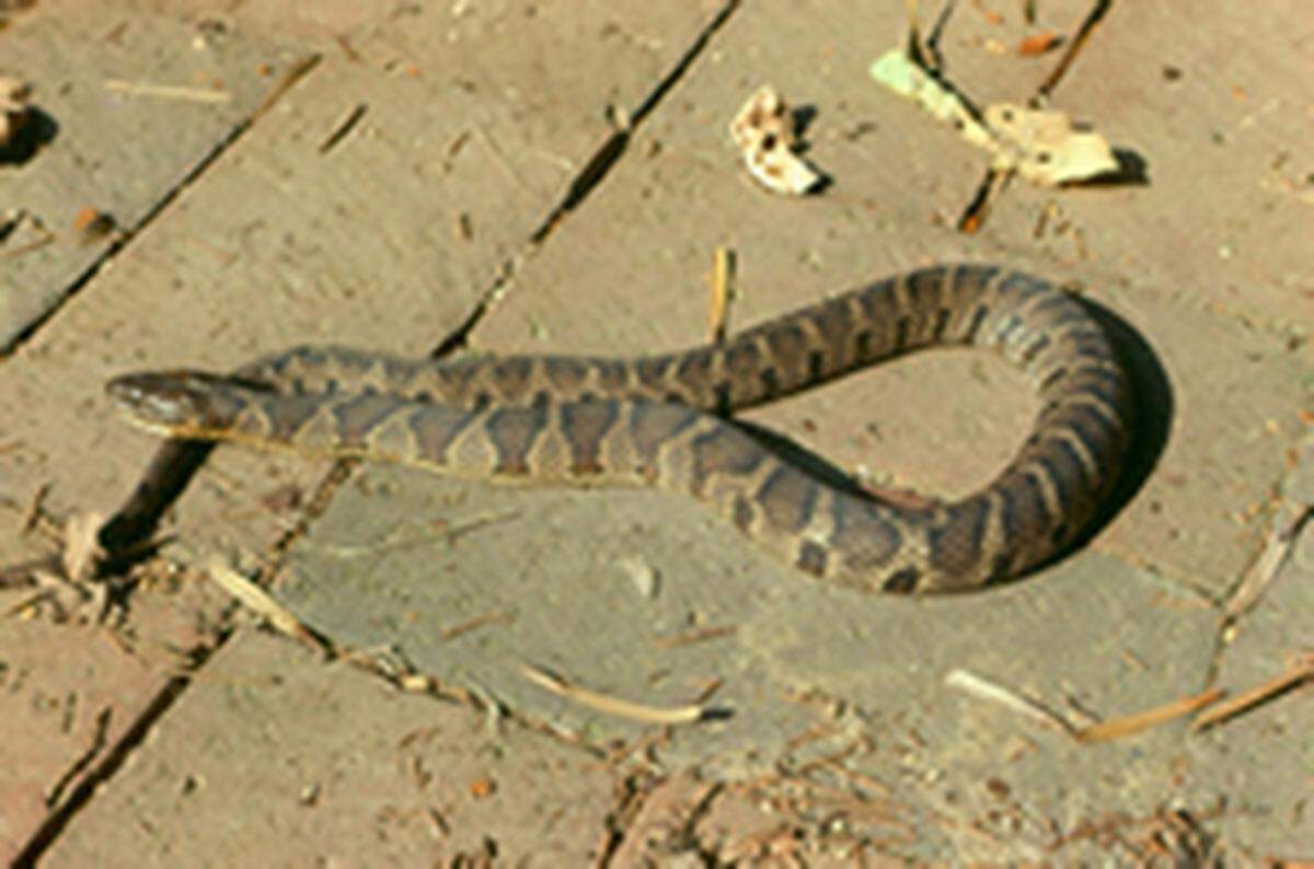 An image of a banded water snake.