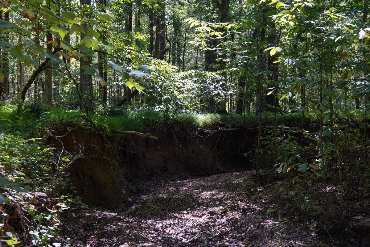 Trees grow near the Broad River and Little Turkey Creek in the Sumter National Forest on Thursday, September 18, 2025. Trees are being cut in the forest to smooth out eroded stream beds like the one in this photograph.