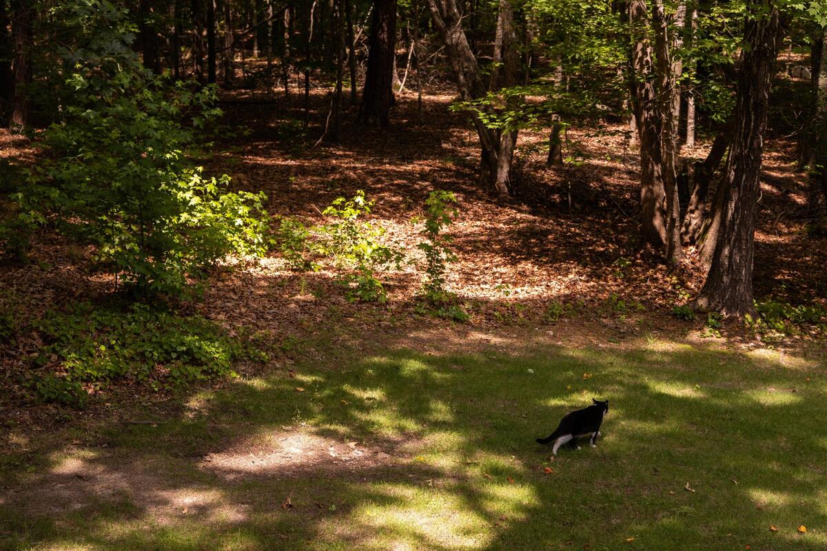 Tux, a cat who lives in the Ashely Oaks Phase I development, walks towards property owned by Scout Motors on Wednesday, June 14, 2023. Some of his neighbors are concerned about noise from the factory and supporting rail yard.