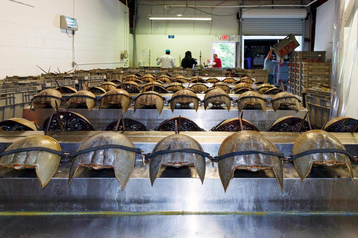 Horseshoe crabs purchased by Charles River are bled while lined in rows on Wappoo Road, Charleston.