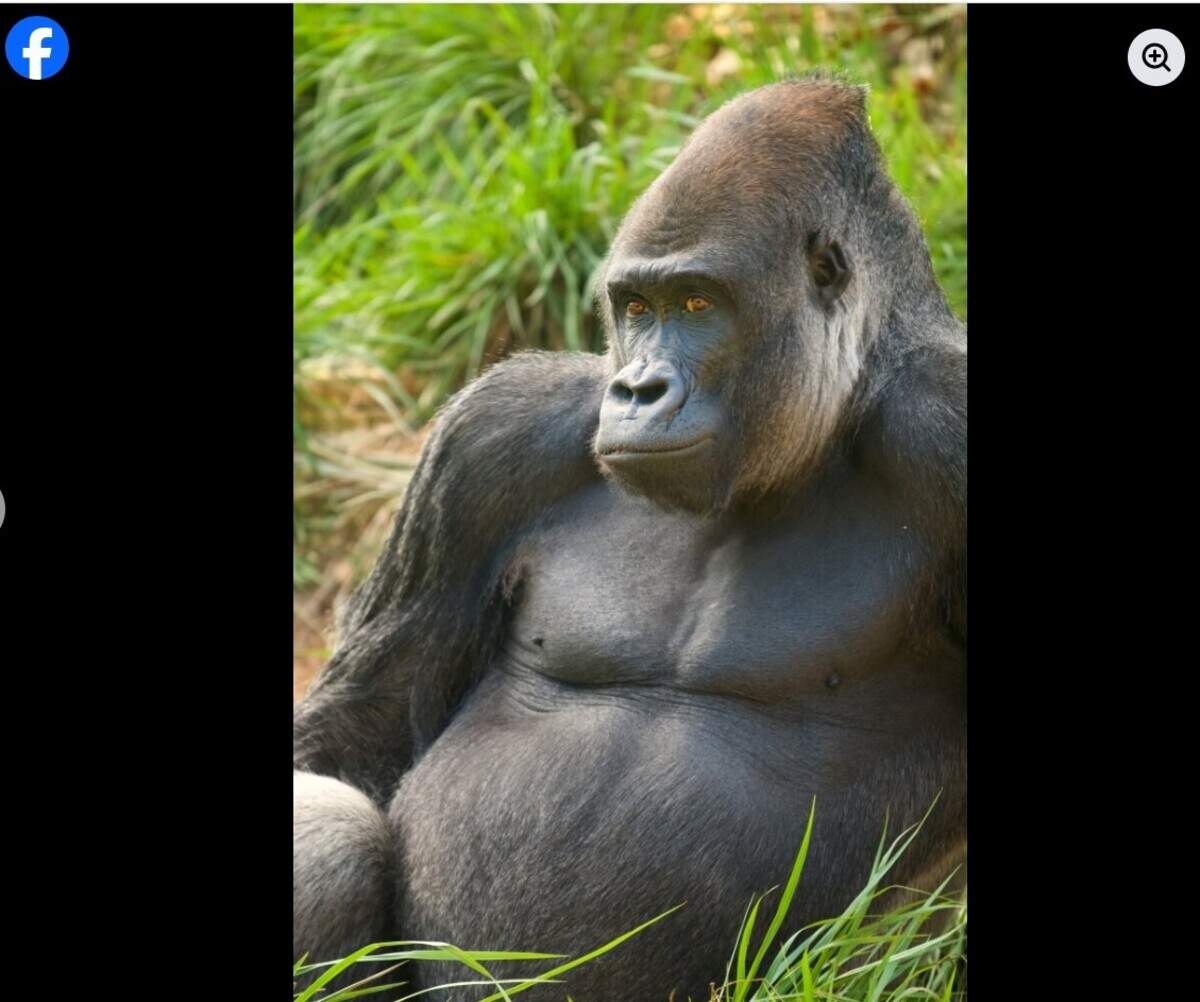 Cenzoo, a western lowland gorilla at Riverbanks Zoo & Garden, has died.