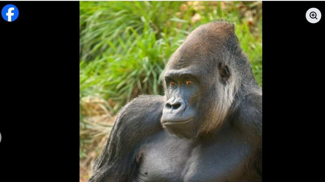 Zoo mourns the death of beloved gorilla who was in Columbia for over a decade