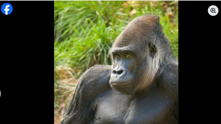 Zoo mourns the death of beloved gorilla who was in Columbia for over a decade