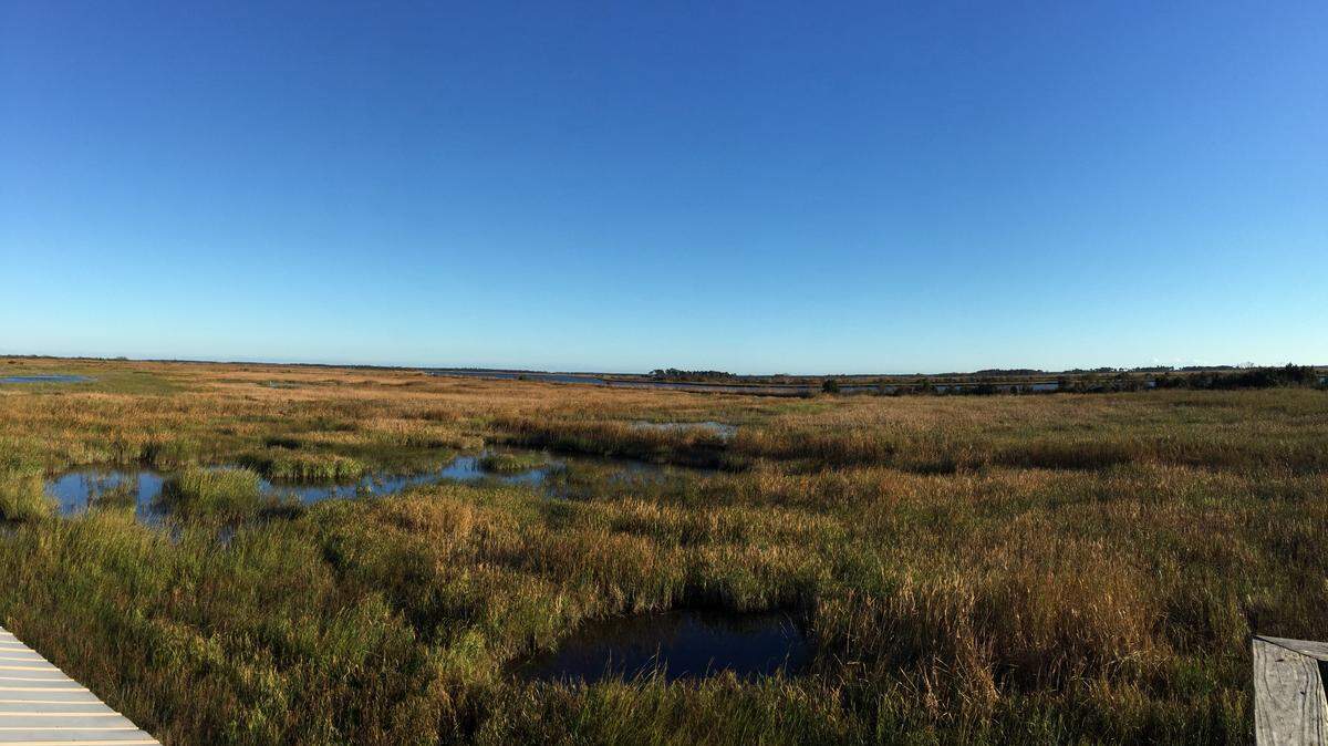 ExxonMobil is paying $6.6 million as part of a pollution lawsuit settlement to restore salt marshes that were degraded in year’s past. South Carolina has many salt marshes, like this one in Georgetown County. But the state has lost some salt marshes to development and rising sea level.