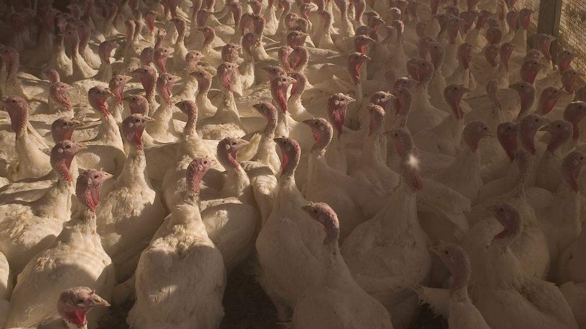 Prestage Farms of South Carolina announced plans for a new facility in the Midlands to process poultry products.
