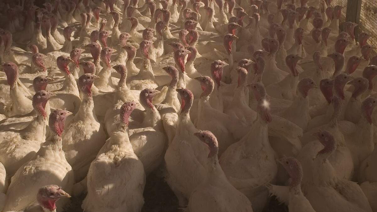 Prestage Farms of South Carolina announced plans for a new facility in the Midlands to process poultry products.