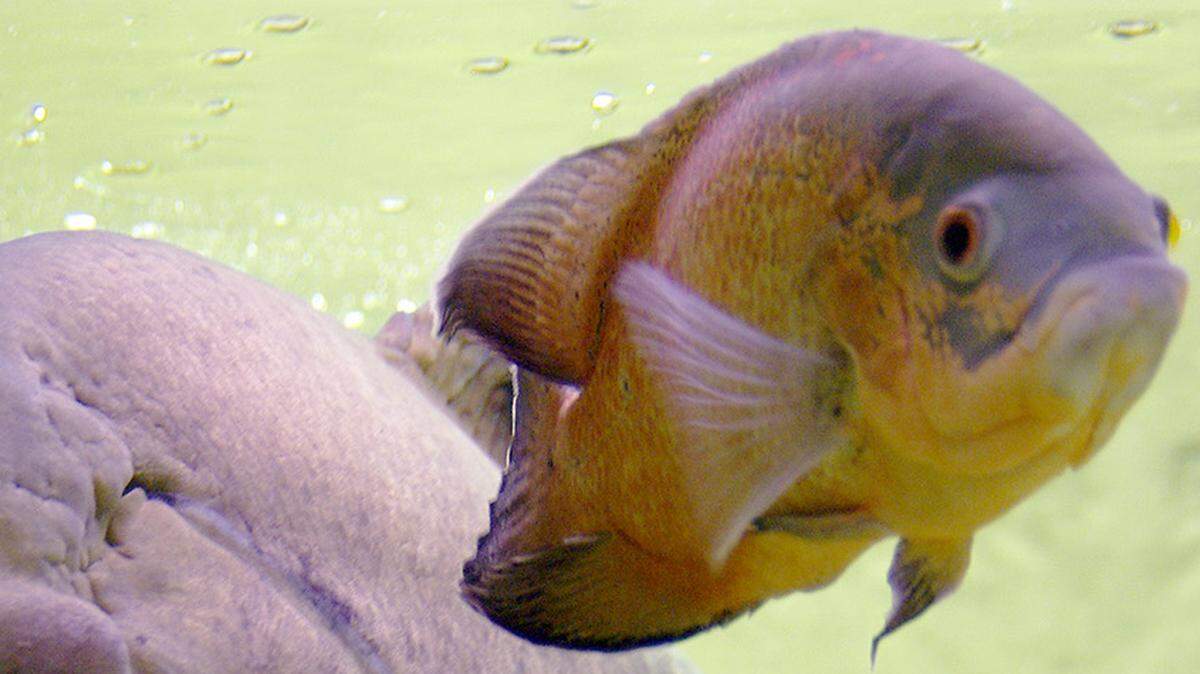 An Oscar fish was abandoned by its owner, who has been charged with multiple animal abuse crimes.