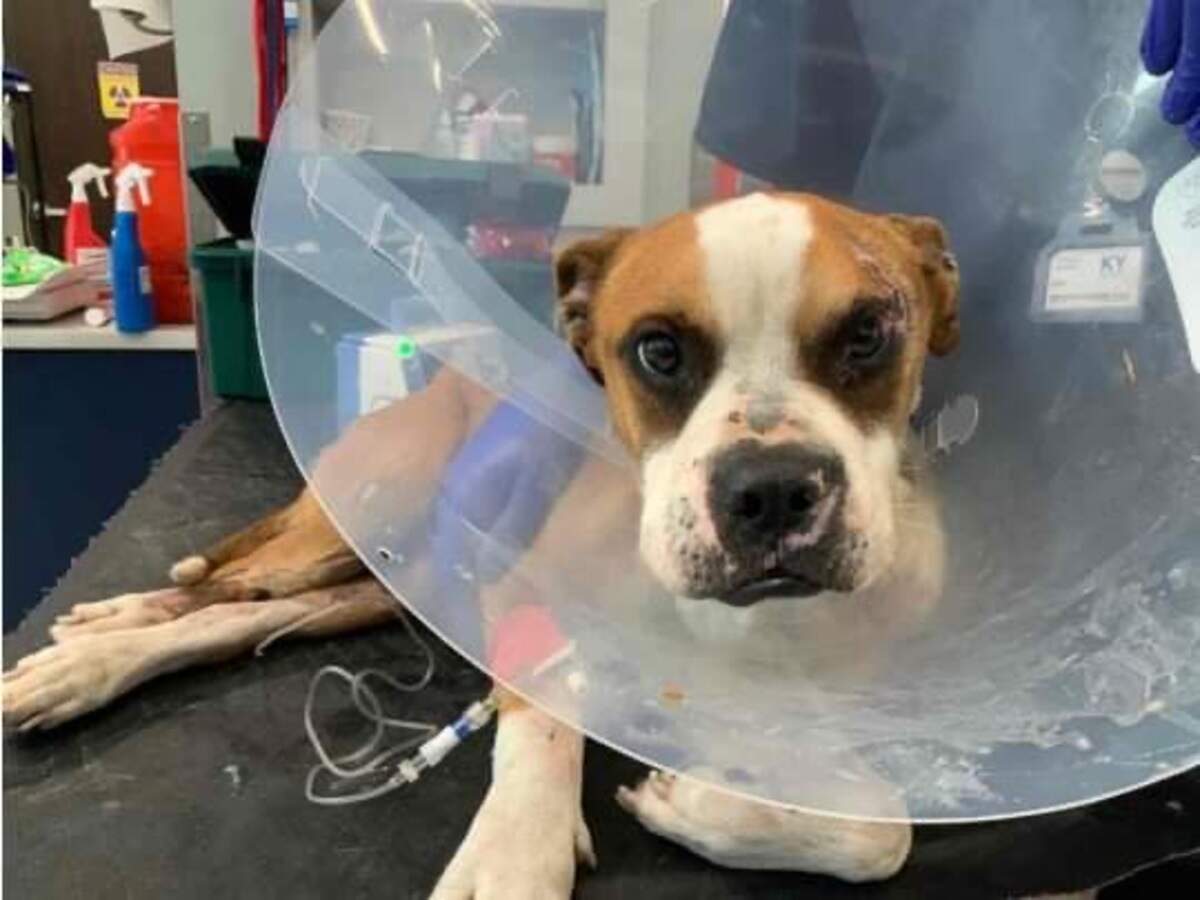 The Orangeburg County Animal Control & Shelter has rescued three dogs seriously injured by gunshots since late January, including Fred.